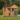 6x8 dog kennels for sale