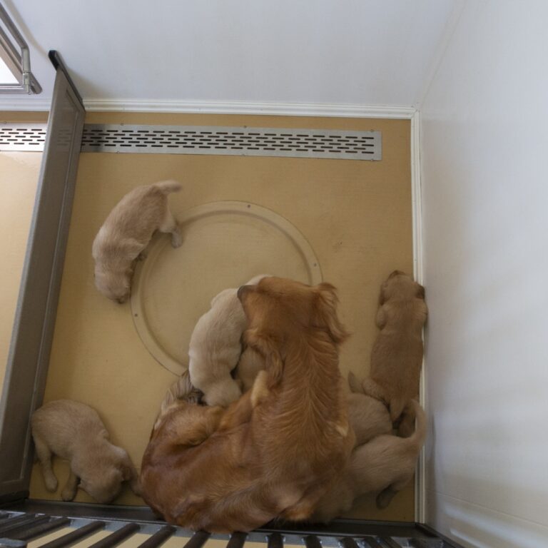Accu Temp Whelping Nest | Dog Whelping Products