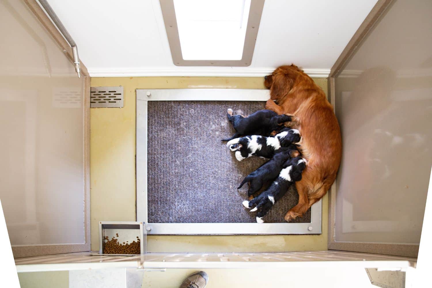 Quality Kennel Supplies for Your PetsBackyard Pet Supplies