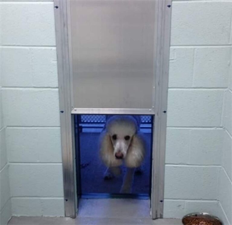 Kennel Clad™ Insulated Guillotine Door