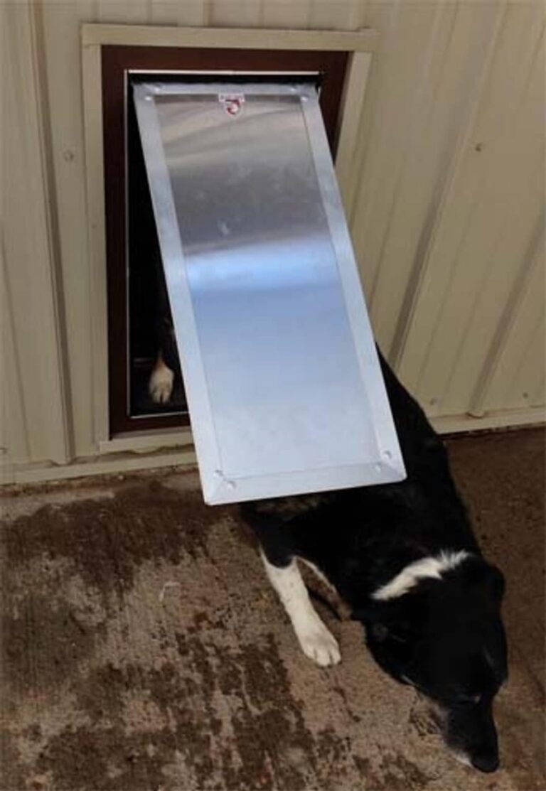 Kennel Clad Swing Door