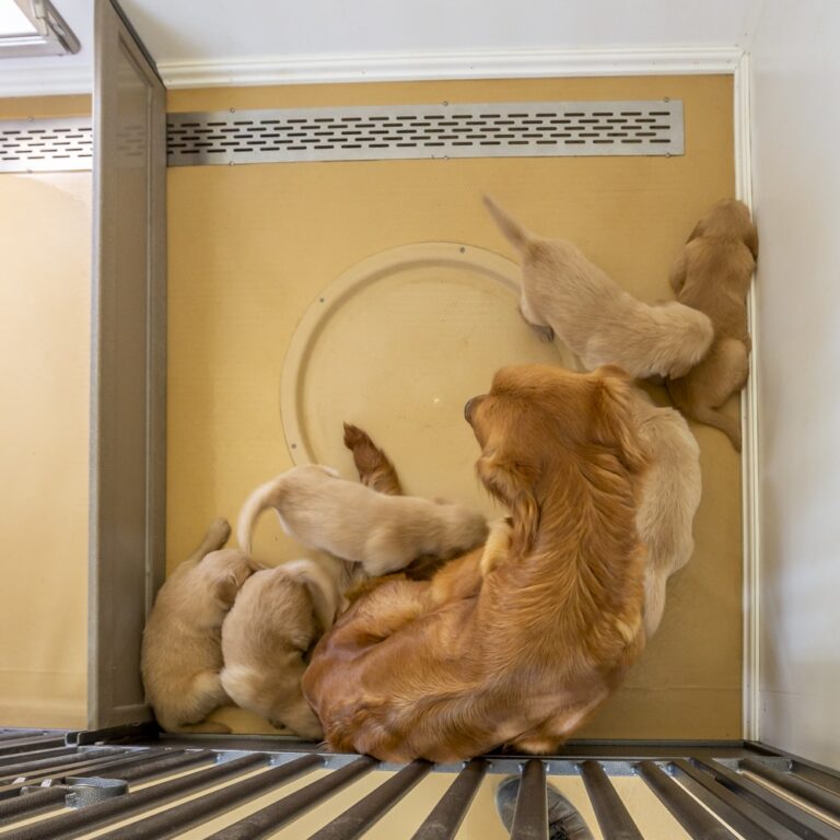 whelping box with mother golden retriever and puppies inside